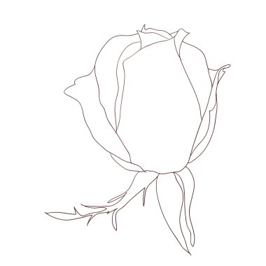 Çiçek tasarımı ögesi ve el çizimi, vektör illüstrasyonu