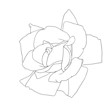 Çiçek tasarımı ögesi ve el çizimi, vektör illüstrasyonu