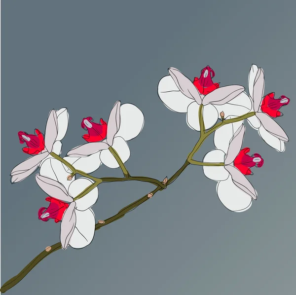 Twig blossoming orchids on a background — Stock Vector
