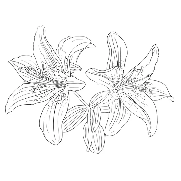 Belles fleurs sur fond blanc dessinées à la main — Image vectorielle
