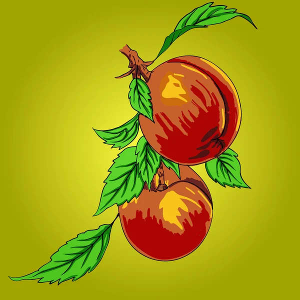 Two peaches with leaves on a branch on a light background — Stock Vector