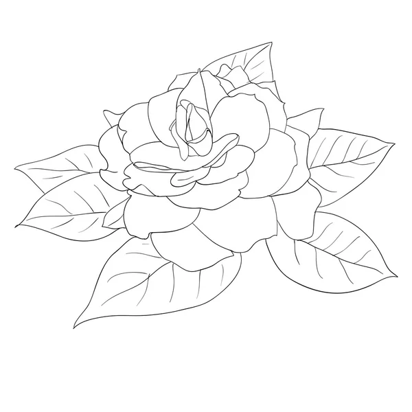 Hermosas flores rosas sobre un fondo blanco dibujado a mano — Vector de stock