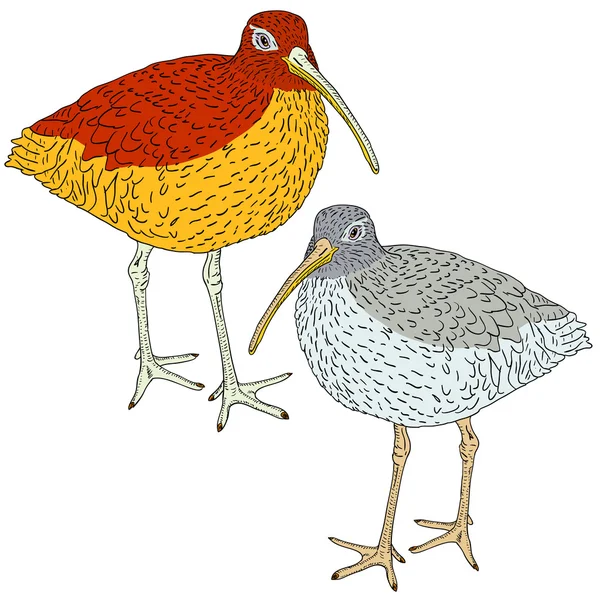 Curlew eurasiatico, uccello. Illustrazione vettoriale . — Vettoriale Stock