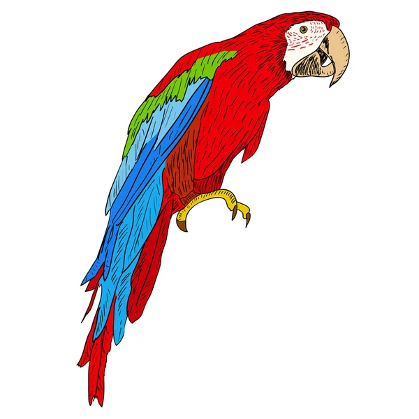 Burung Macaw. Ilustrasi vektor . - Stok Vektor