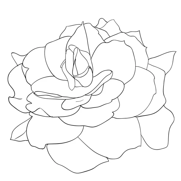 Elemento de design floral e desenho à mão, ilustração vetorial — Vetor de Stock