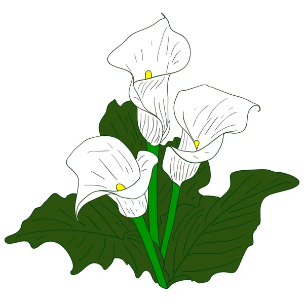 Hintergrund mit White Callas — Stockvektor