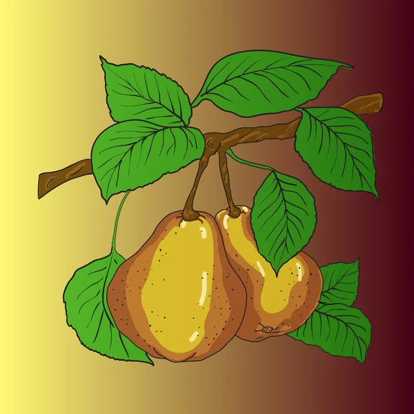 Twee rijpe gele peren — Stockvector