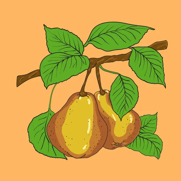 Två mogna gula päron — Stock vektor