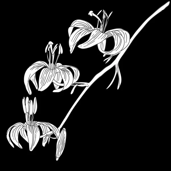 Vettoriale giglio fiore isolato su sfondo nero — Vettoriale Stock