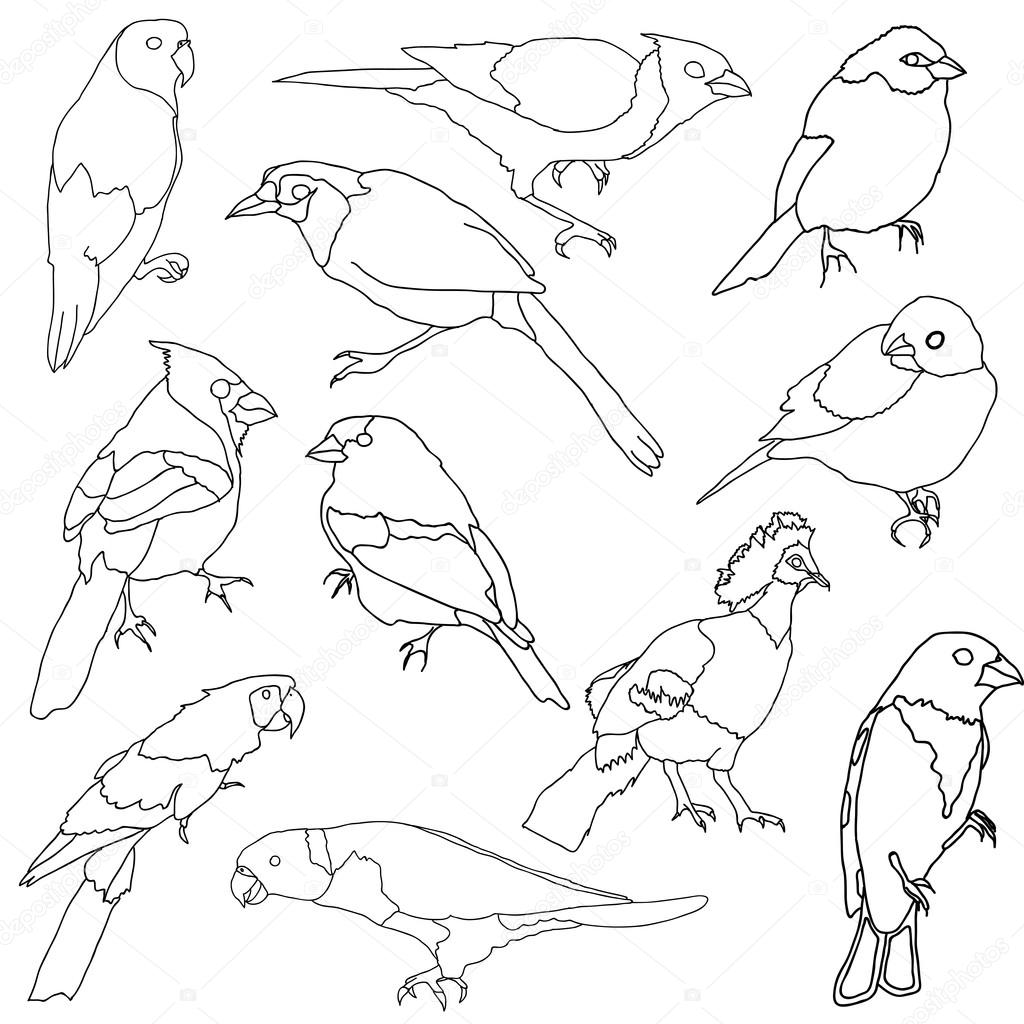Vector set of different species of birds.