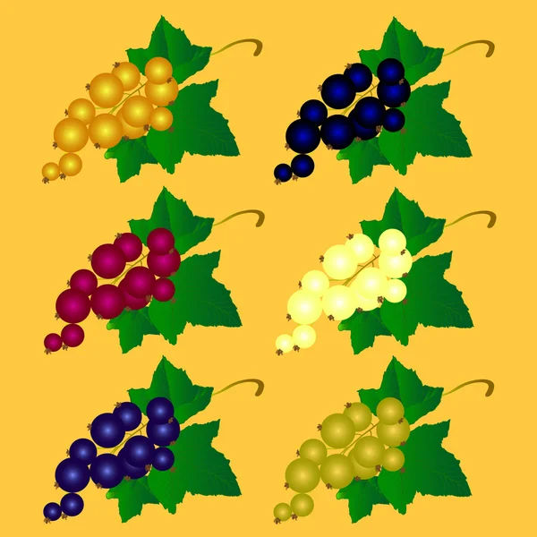 La ilustración vectorial de una grosella de diferentes colores — Archivo Imágenes Vectoriales