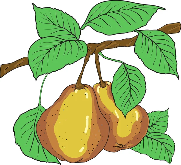 Two mature yellow pears with leaves on a branch. A vector — Stock Vector