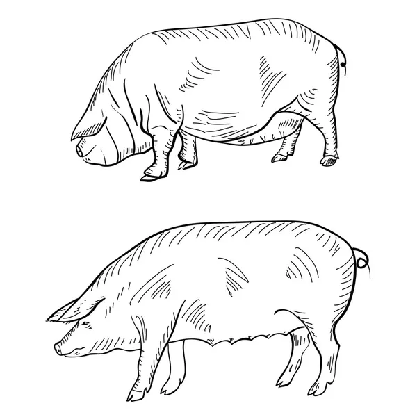 Pluma de dibujo que representa un cerdo — Archivo Imágenes Vectoriales