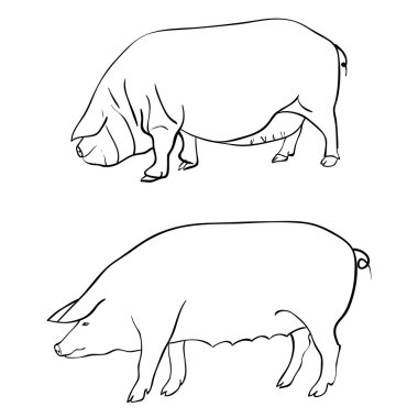 Pen drawing depicting a pig clipart