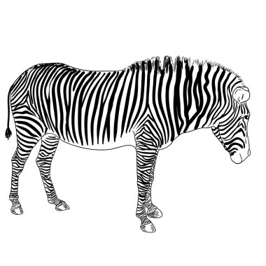 bir zebra. vektör çizim