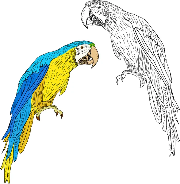 Amerika papağanı. vektör çizim. — Stok Vektör