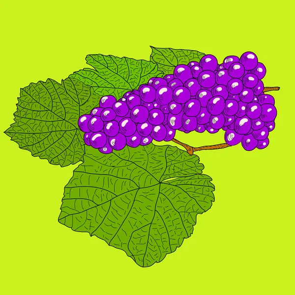 잎이 있는 추상적 인 포도 ( 벡터 )) — 스톡 벡터