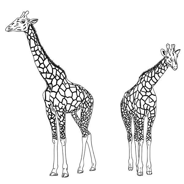 Duas girafas. Ilustração vetorial . — Vetor de Stock