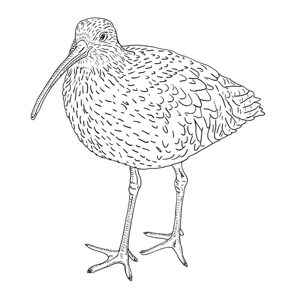 Eurasiática Curlew, pássaro. Ilustração vetorial . — Vetor de Stock