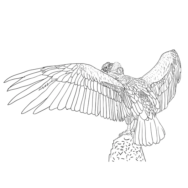 Стервятник с распростертыми крыльями . — стоковый вектор