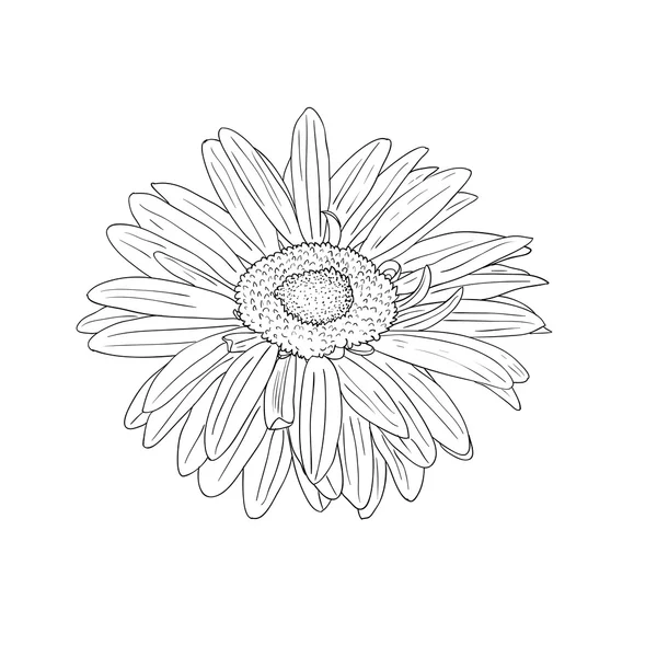 Elemento de design floral e desenho à mão, ilustração vetorial —  Vetores de Stock