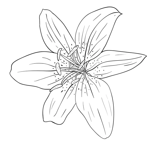 Bloemmotief en met de hand getekend, vectorillustratie — Stockvector