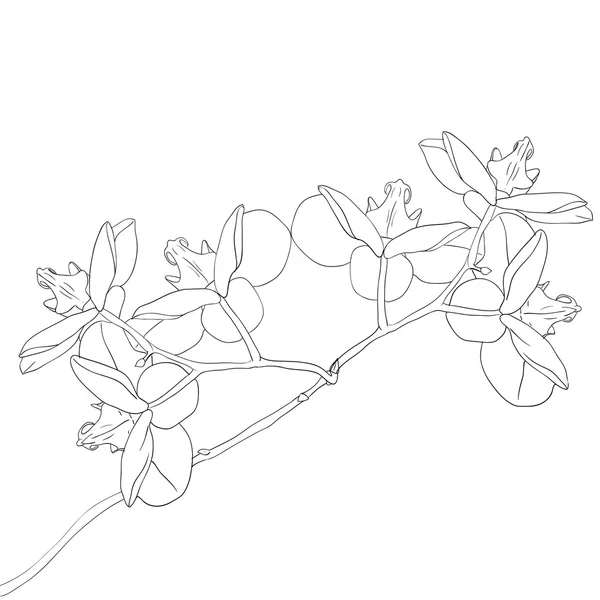Vector illustration of orchid flower — Stock Vector