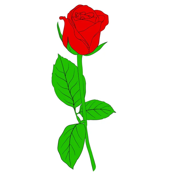 Jedna červená růže v ruce tažené stylu — Stockový vektor