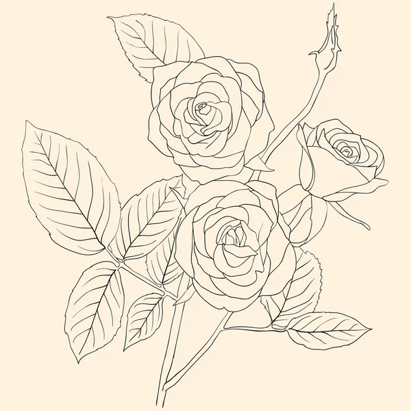 Desenho à mão ilustração de um buquê de rosas — Vetor de Stock