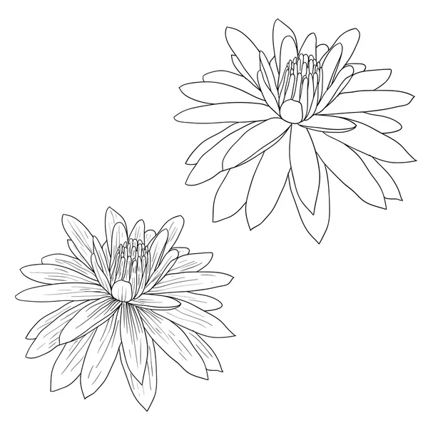 Lotus oriental - une fleur Illustration vectorielle . — Image vectorielle