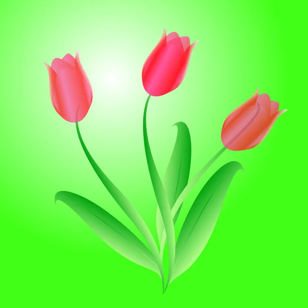 Vector boeket van drie prachtige tulpen — Stockvector