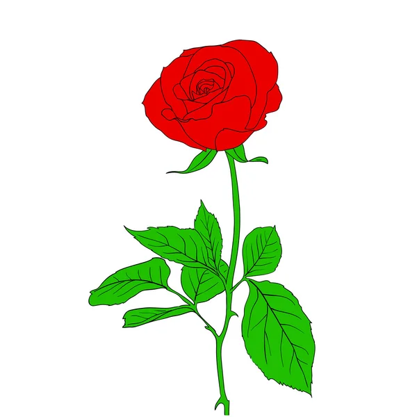 Een rode roos in de hand getekende stijl — Stockvector