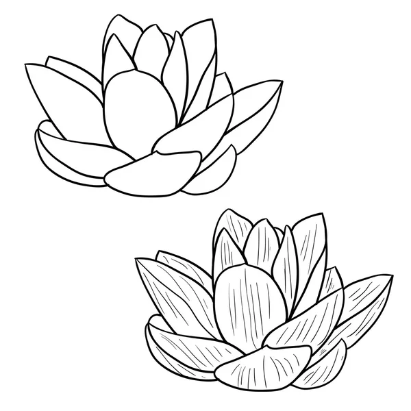 Orientaliska lotus - en blomma vektor illustration. — Stock vektor