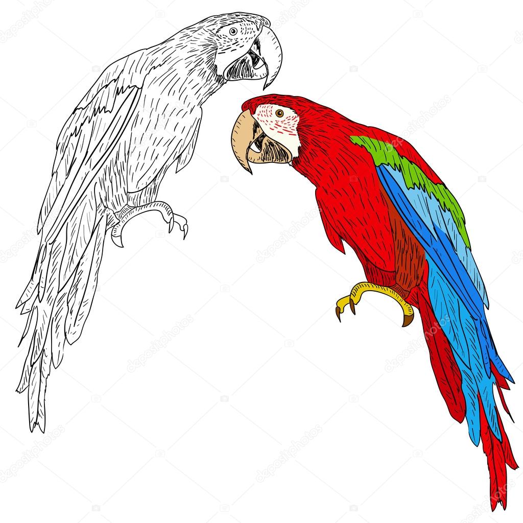 Macaws. Vector illustration.