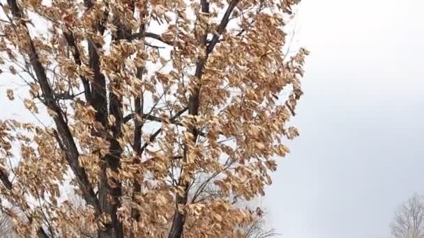Сухе листя дуба на вітрі — стокове відео