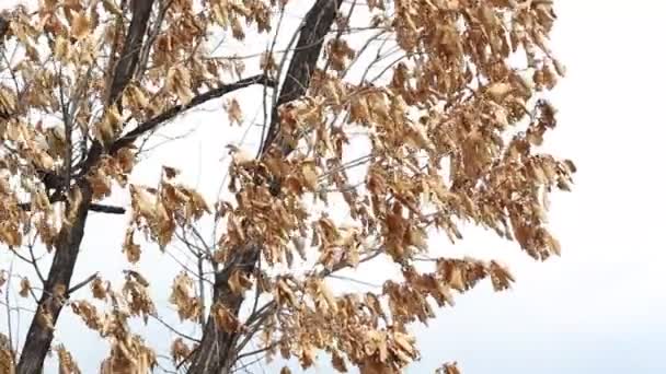 Feuilles de chêne sèches dans le vent — Video