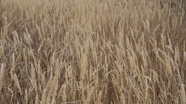 Сухая трава на лугу. Осеннее время. HD — стоковое видео