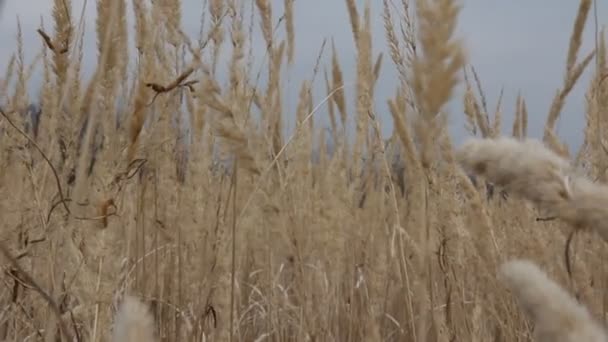 Herbe sèche sur la prairie. À l'automne. HD — Video