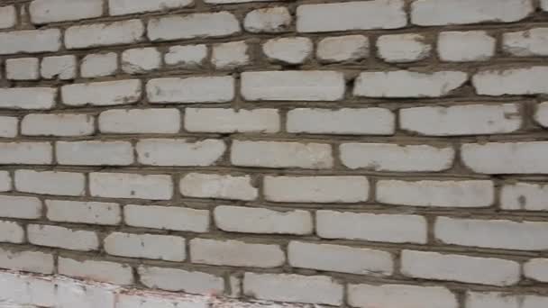 White brick wall. Steadicam, HD — Stock Video