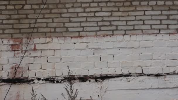 White brick wall. Steadicam, HD — Stock Video