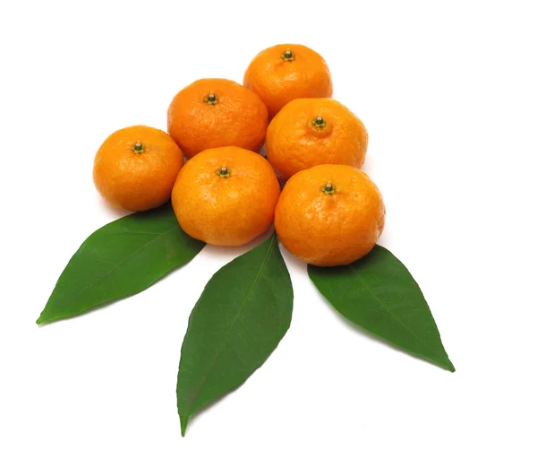 Спелые мандарины или мандарин с листьями, изолированными на белой спинке — стоковое фото