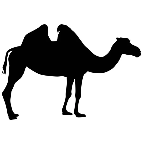 Silhouette Camel White Background — Stock Vector