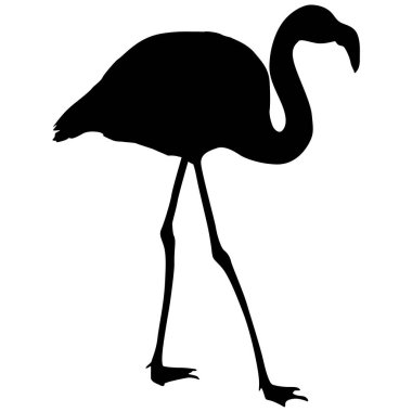 Siluet kuş flamingo beyaz bir arka plan üzerinde.