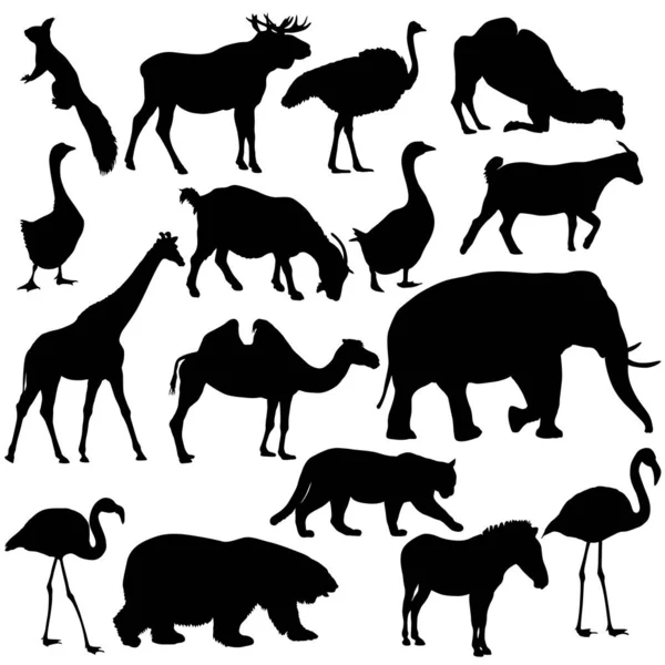 Alce Silueta Oso Ganso Cebra Flamenco Elefante Sobre Fondo Blanco — Vector de stock