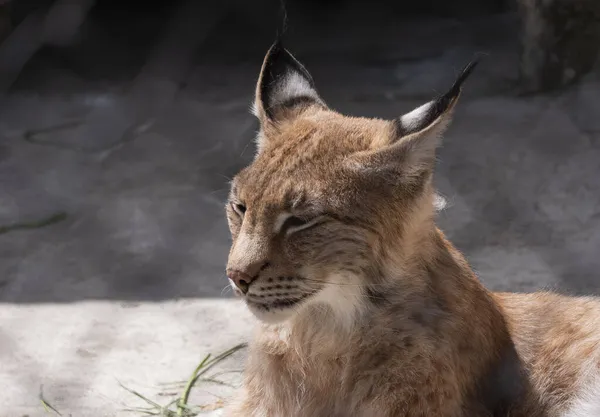 Lynx Olha Com Olhos Predatórios Abrigo — Fotografia de Stock