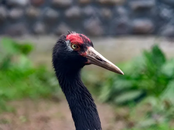 Der Rotgekrönte Kranich Nahaufnahme Porträt Grus Japonensis Auch Japanischer Kranich — Stockfoto