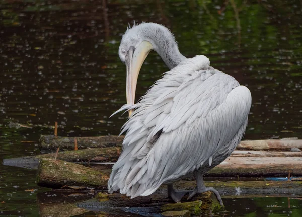 Pelikan Biały Pelecanus Onocrotalus Znany Również Jako Wschodniobiały Pelikan — Zdjęcie stockowe