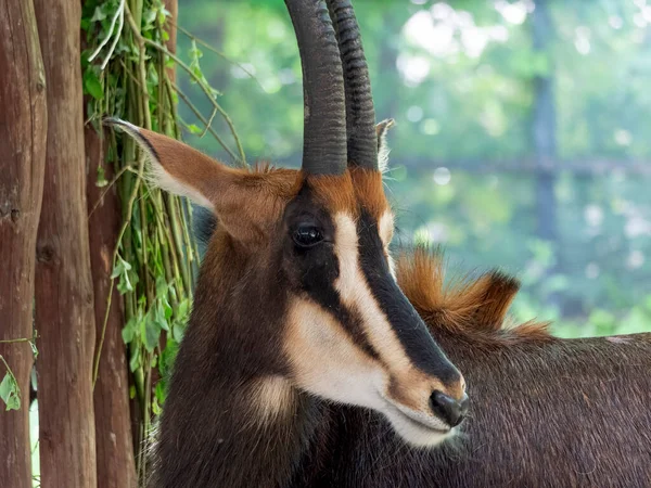 Антилопы Соболя Смотрят Прямо — стоковое фото