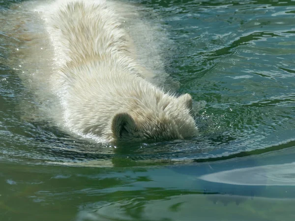 Urso Polar Ursus Maritimus Dia Ensolarado — Fotografia de Stock