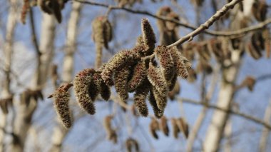 Bahar söğüdü mavi gökyüzüne karşı çiçek açar.